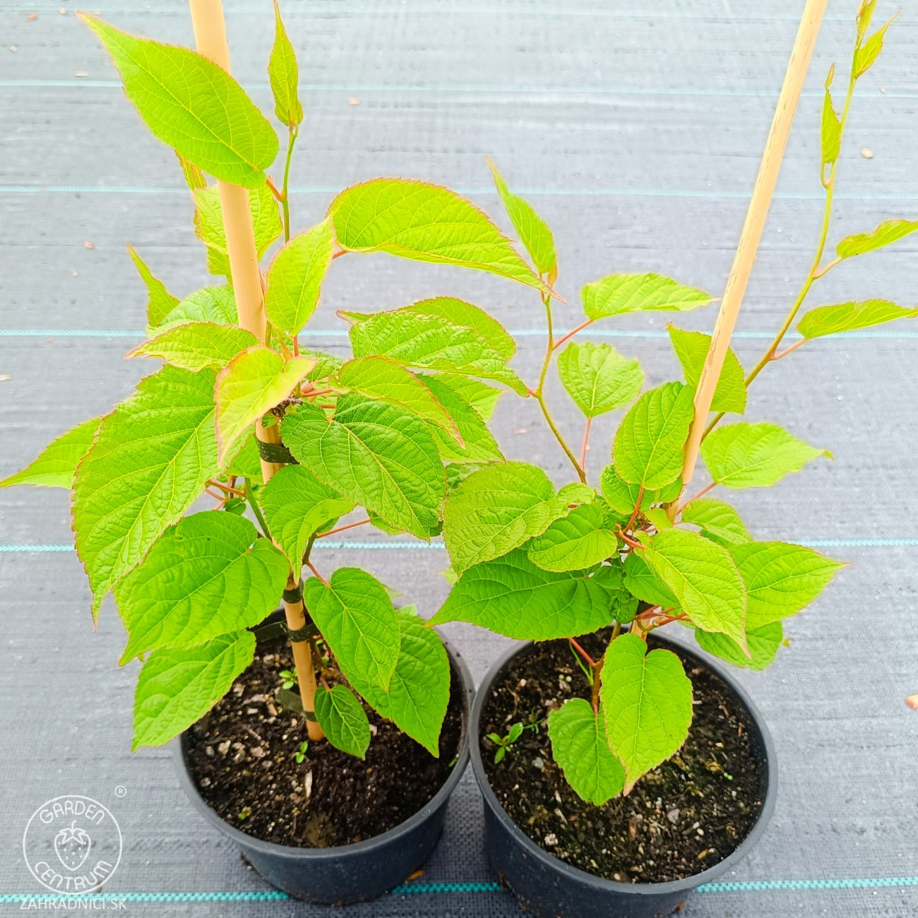 Obrázok Aktinídia význačná - kiwi (Actinidia kolomikta) ‘DR. SZYMANOWSKI’ - výška 30-40 cm, kont. C2L